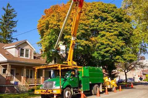 How to transplant a tree: The ultimate guide - Sunshine Coast Arborist Tree Service