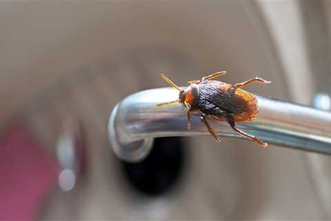 Is pest control toxic to humans?