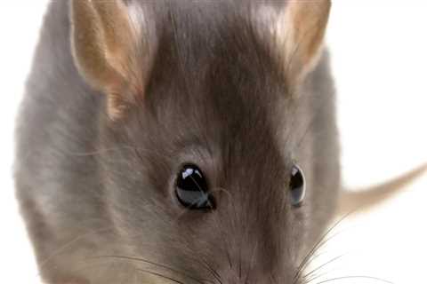 How do you get rid of rodents effectively?