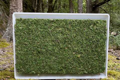 Want an Air Conditioner Covered in Moss?