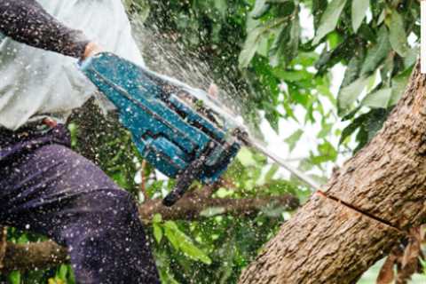 Sunshine Coast Arborist Tree Service