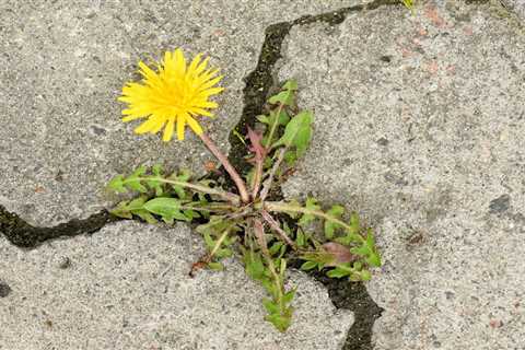 Does This Popular Vinegar Mixture Really Keep Weeds Out of Patio Cracks?
