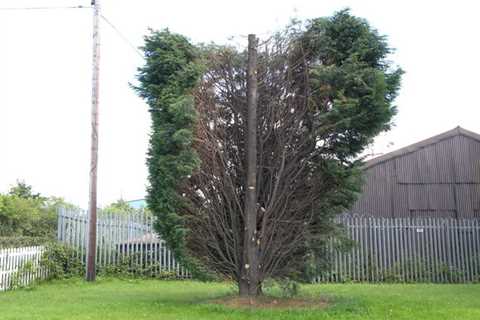 Tree Surgeon Crughywel