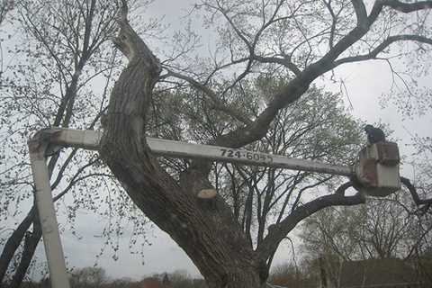 Tree Surgeon Waun Lwyd