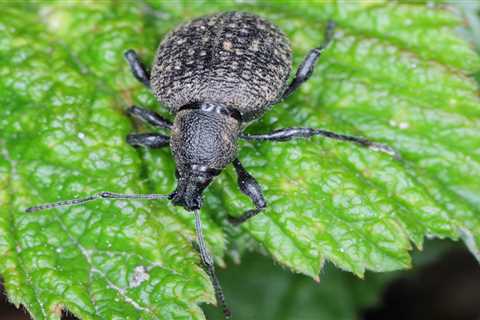 What to Know About the Strawberry Root Weevil
