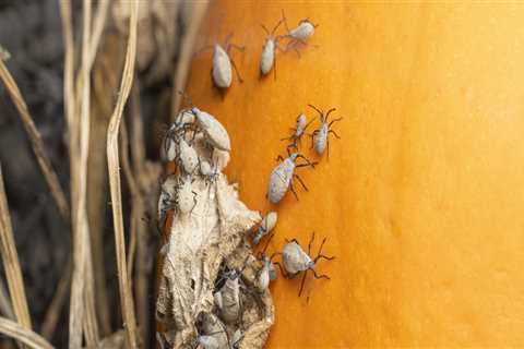 Why pest control is important?