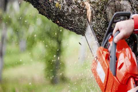 When should you stop pruning trees?