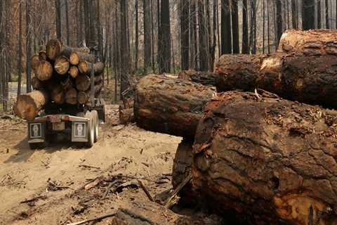 Why is logging done in winter?