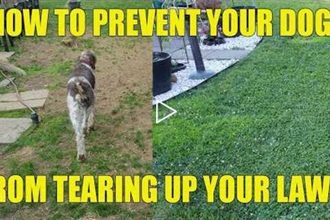 How To Prevent Your Dog From Tearing Up Your Lawn