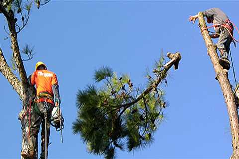 Tree Maintenance In Ellisville: Tips To Keep Your Trees Healthy