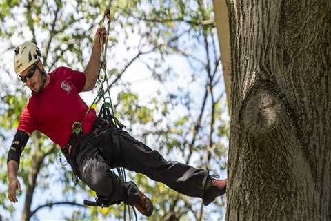 What is a professional tree climber called?