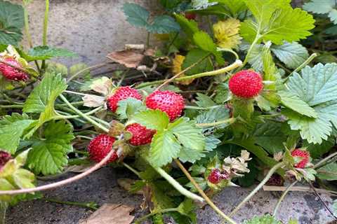 What’s the Difference Between Mock and Wild Strawberry Plants?
