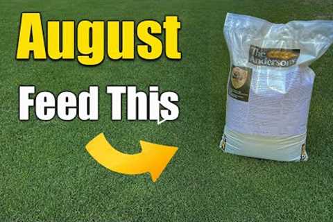 August Lawn Care - What to Feed Your Lawn