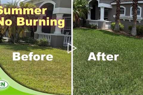 How To Get A Green Lawn In Summer Without Burning It | No Burned Lawn