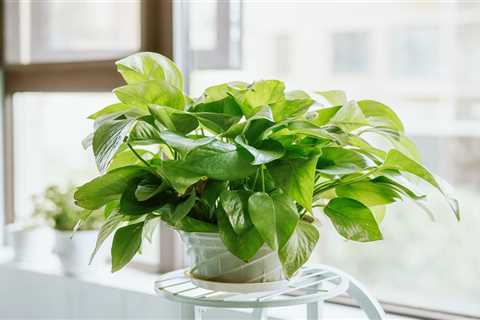 Growing and Caring for a Pothos Plant