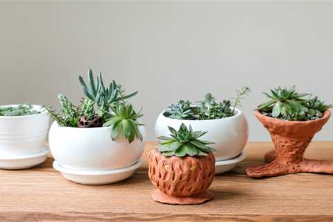 How To Take Care of Succulents