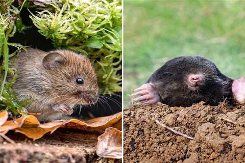 Vole vs. Mole: What's the Difference?