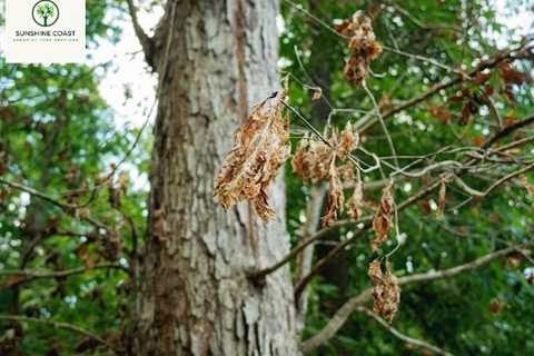 Sunshine Coast Arborist Tree Service