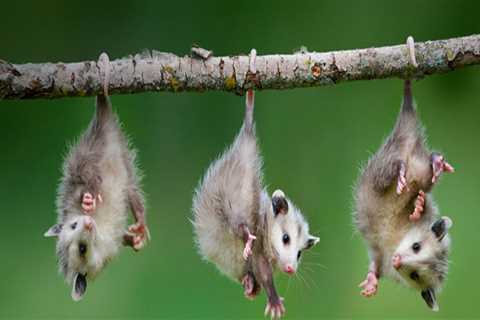 The Different Types Of Rodent Control Services in Dallas, TX