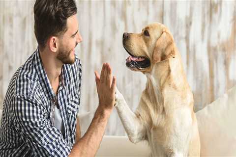 Is indoor pest control safe for dogs?