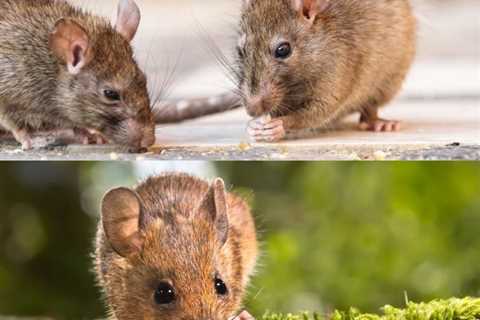 Rats vs. Mice: Which One Causes More Damage to Your Home?