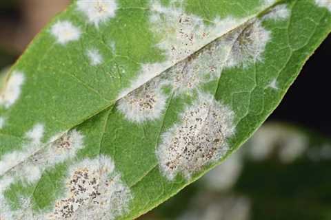 How To Get Rid of Powdery Mildew on Plants