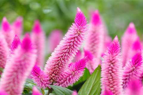 Is Celosia a Perennial?