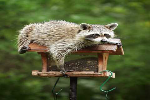 What to Know About Raccoons in Your Yard