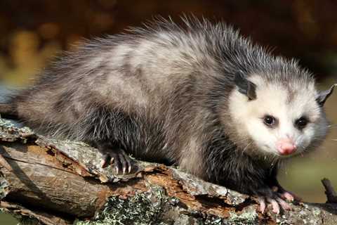 Signs of an Opossum Infestation in Your Home