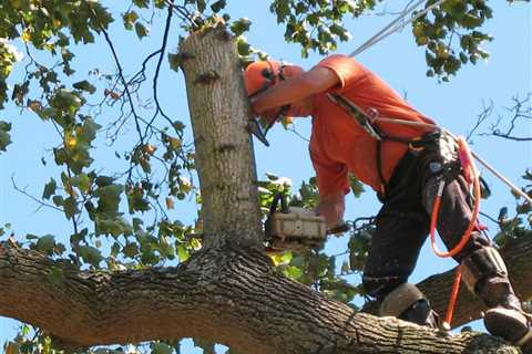 Why Tree Trimming is So Important - And Expensive