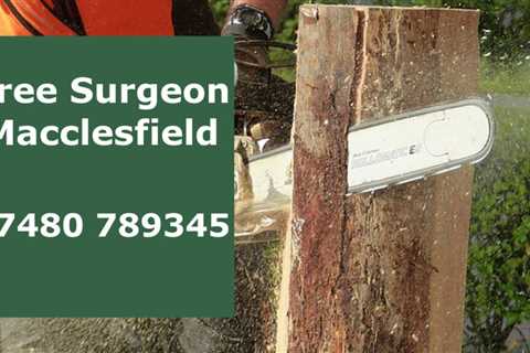 Tree Surgeon Rodeheath