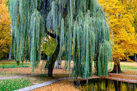 Are weeping willow trees hard to maintain?