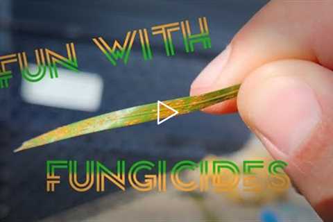 Lawn Disease: How To Use and Choose A Fungicide #diy #disease #fungicides #lawn