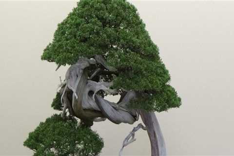 Is a bonsai tree actually a tree?