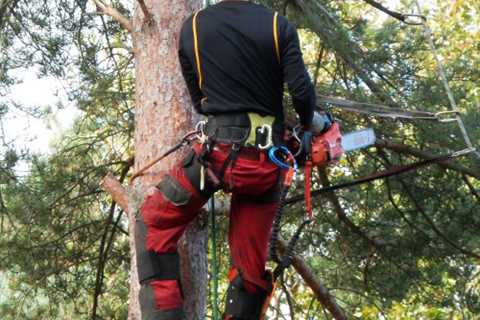 Kirkintilloch Tree Specialists - Commercial Contractors & Residential Work