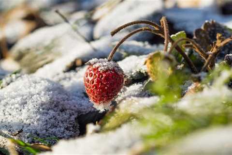 How To Winterize Strawberry Plants