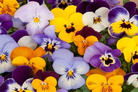 How To Grow and Care for Pansies
