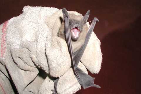 Keeping Bats And Rodents Out Of Your Texas Home