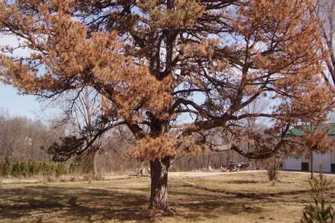 How do you prevent tree disease?