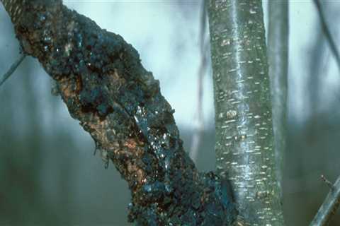 What are common tree diseases?