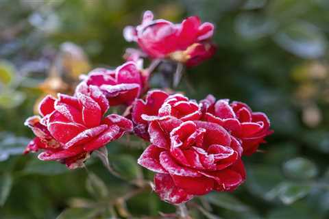 How To Winterize Rose Bushes