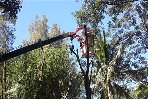 How To Know When Crane Tree Removal Is Necessary In Hattiesburg