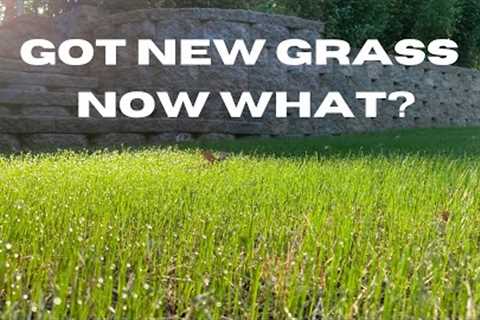 New Grass Care - 5 Easy Tips - Cool Season Lawn - After Fall Overseed