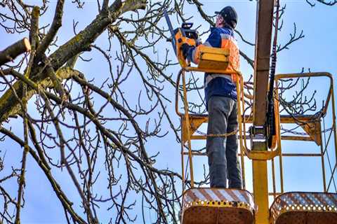 How much does it cost to trim trees around power lines?