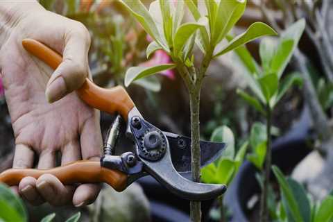 What is pruning of plants?