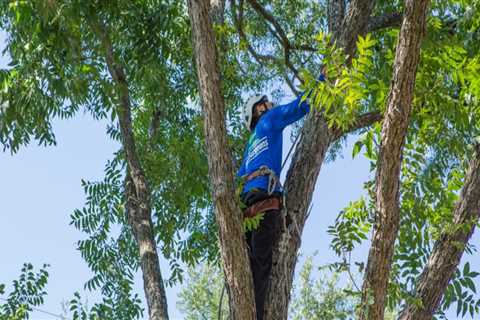 What month is best for pruning trees?