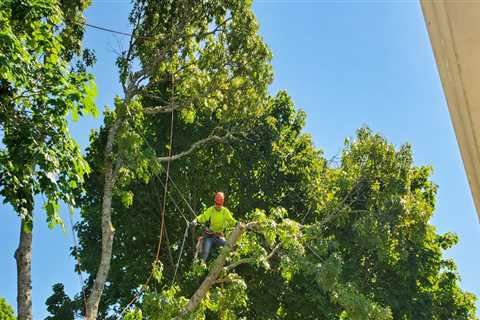 Do you need a permit to cut down a tree in massachusetts?