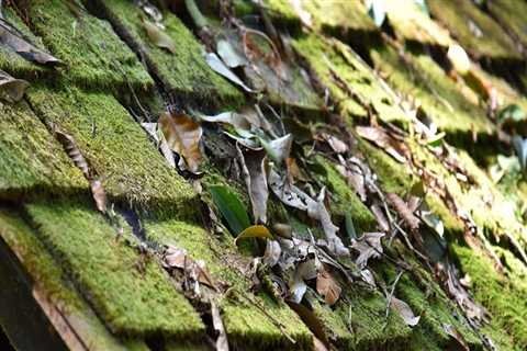 Why does my roof have moss on it?