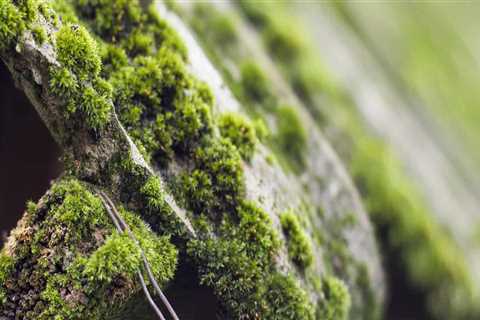 What is the best time to remove moss from a roof?