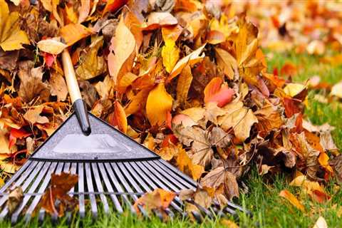 When should you clean up leaves?